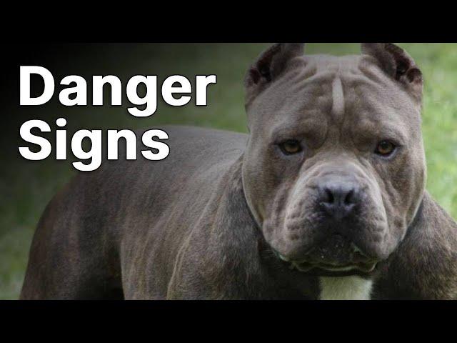 Danger signs from dogs you encounter | Adam Rushing and Nikos Katsikanis