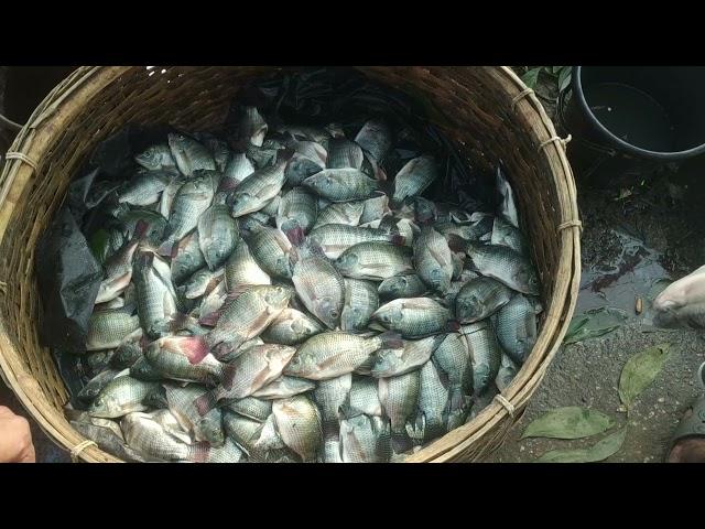 Amazing Fish Market | Biggest Fish Market In kaliakair Bazar Gazipur Dhaka Bangladesh