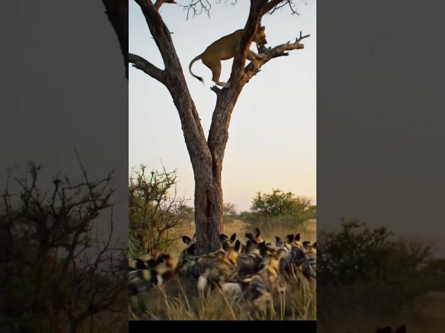 Wildlife Drama: Lions vs. Wild Dogs – The Ultimate Standoff! #animals