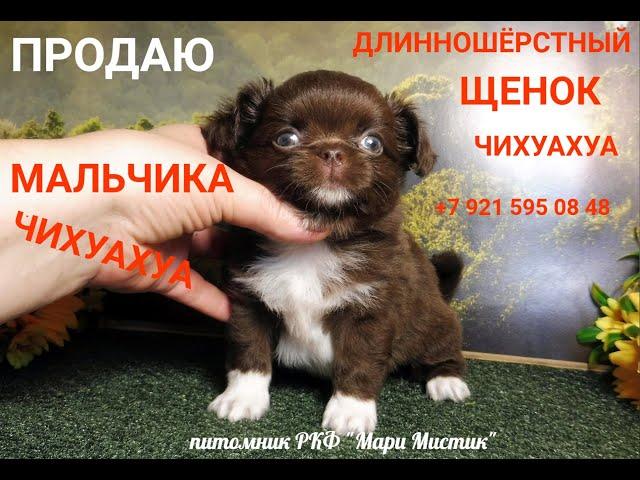 Длинношерстный МАЛЬЧИК #чихуахуа ПРОДАЮ #цена УКАЗАНА в ВИДЕО +7 921 595 08 48 #купитьчихуахуа