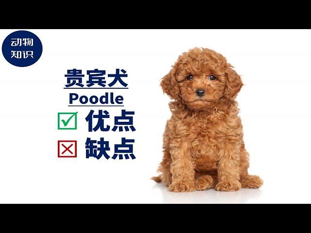 贵宾犬：优点&缺点！