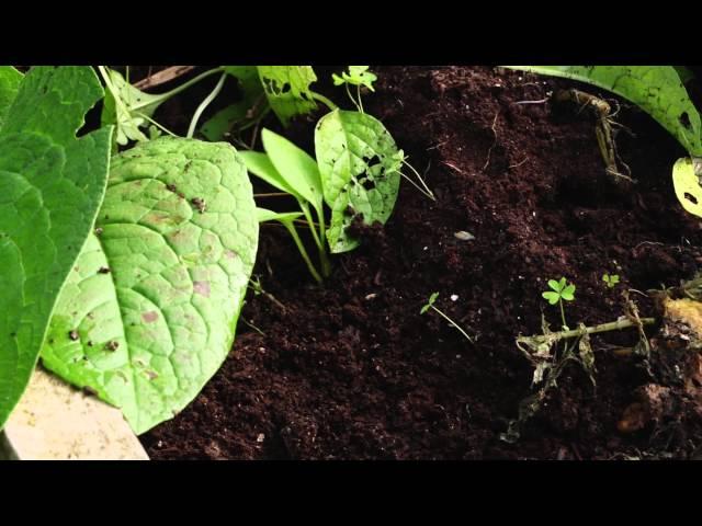 How to harvest potatoes