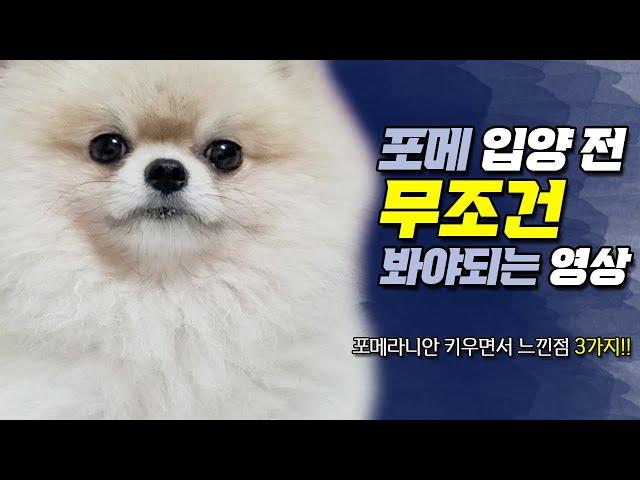 포메라니안 키워보고 느낀 주의할 점 TOP 3 | 포메라니안 털빠짐