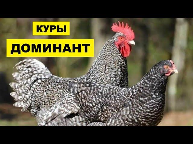 Разведение кур породы Доминант как бизнес идея | Куры Доминант