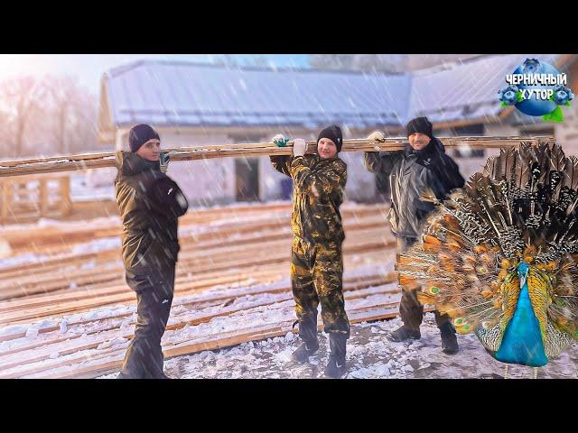 Жизнь людей и животных. Все планы реализованы, дом украшен и теперь можно встречать новый год.