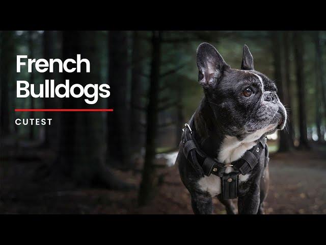 All you need to know about the French Bulldog | Frenchies and more