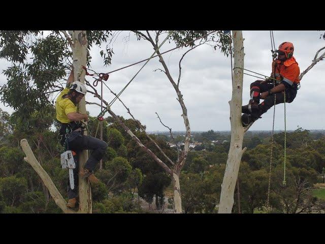 The TAFE Certificate 3 in Arboriculture