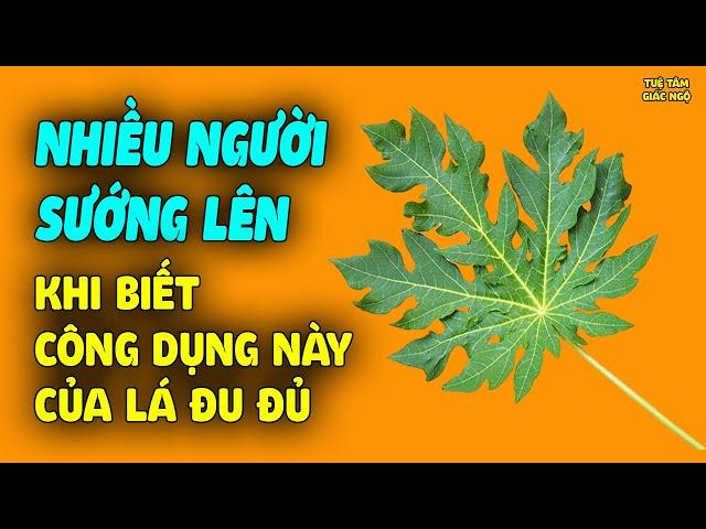 Bất Ngờ Với CÔNG DỤNG MỚI Của Lá Đu Đủ, Nhiều Người Sướng Lên Khi Biết Điều Này