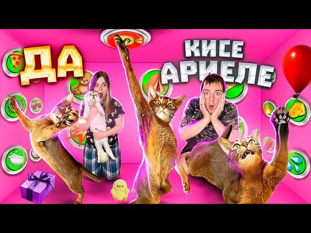 24 ЧАСА ГОВОРЮ ДА КОШКЕ АРИЕЛЕ! ДЕНЬ РОЖДЕНИЯ КИСЫ-ПСИХА