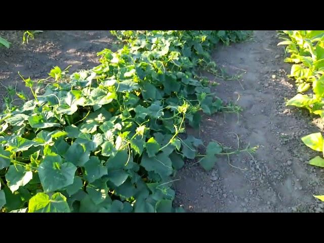 Напів галопом по городу. Чотири роки від дня переїзду з Києва до села.