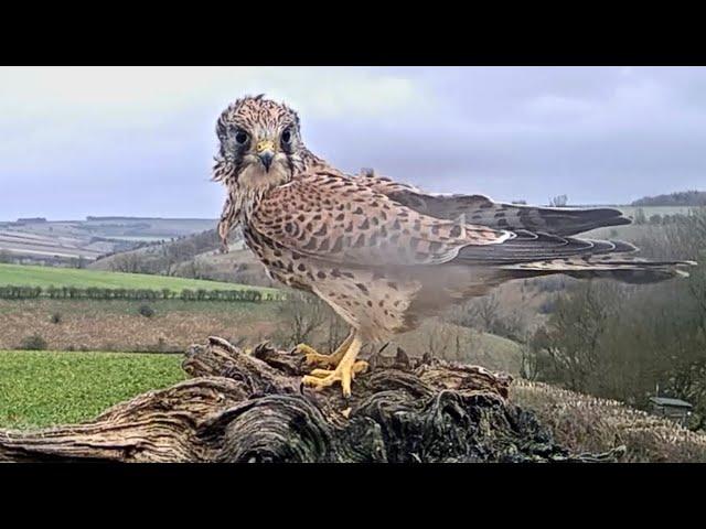 Owls & Kestrels Struggle to Fly in Storm | Wildlife v Weather | Robert E Fuller