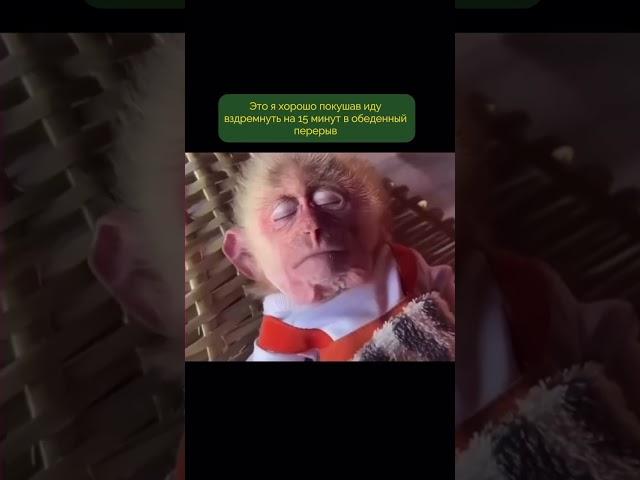 Идеальный обеденный перерыв получается #сон #выспаться #качествосна #юмор #прикол #сонный #мем