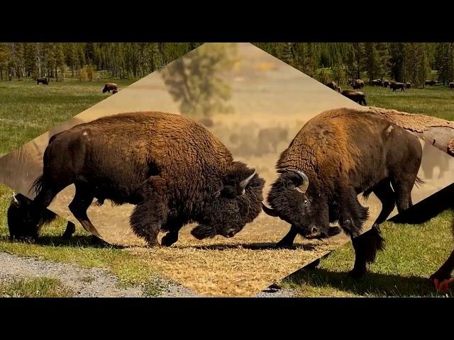 Американский бизон (лат.  Bison bison)