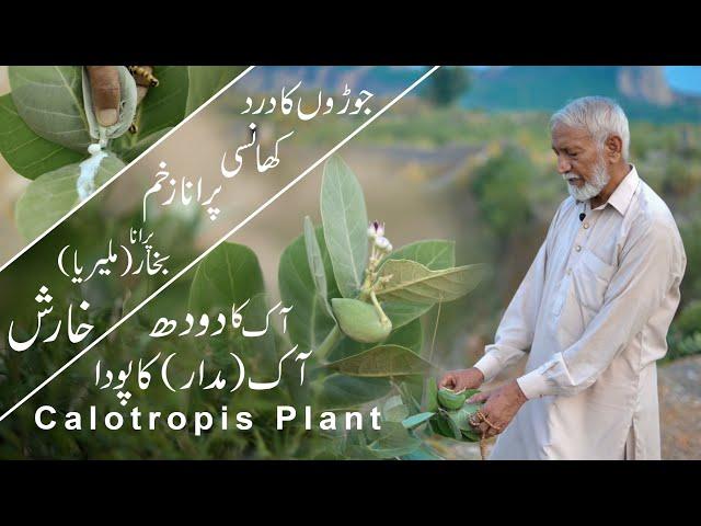 Calotropis Plant||Aak||Madar || Aak Ke Fayde || آک کا دودھ | मदार दूध |Health Benefits| H.Abbas ali