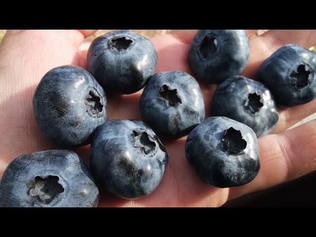САМЫЙ КРУПНЫЙ и САМЫЙ ВКУСНЫЙ сорта ГОЛУБИКИ садовой высокорослой.