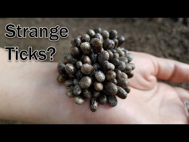 How to remove million strange ticks on human's hand #418