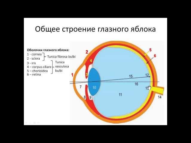 Орган зрения. ГЛАЗ