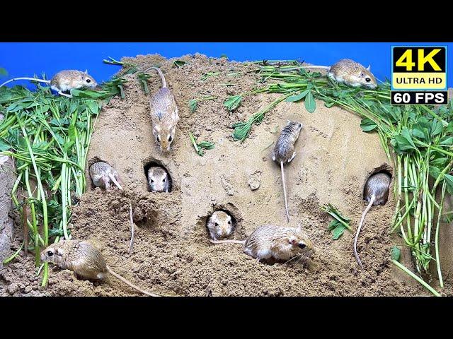 Cat Tv for Cats to watch - Mouse digging burrows, sand bath, playing in holes & running on screen