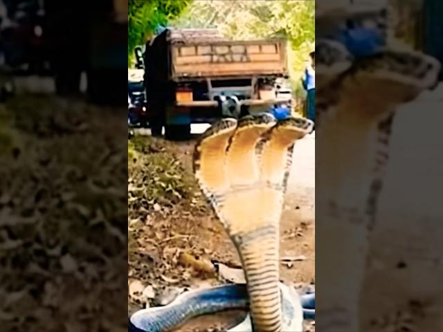 Bhoomukh Naag 🩸 | The Serpent With 3 Mouths#aahat #aahatbhoot #24livestreamingghosts #globalhorror