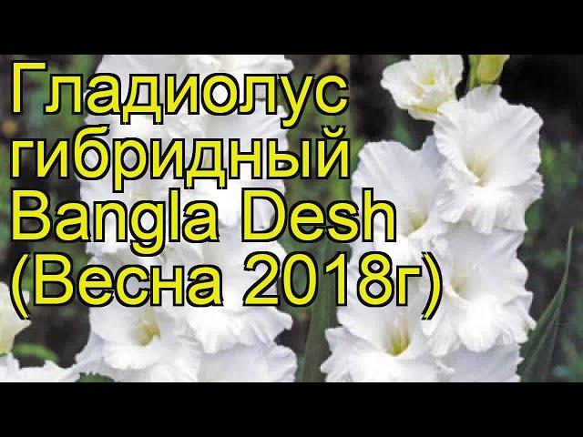 Гладиолус гибридный (Bangla Desh). Краткий обзор, описание характеристик, где купить луковицы