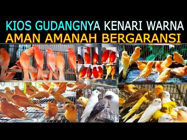 KIOS GUDANGNYA KENARI WARNA AMAN BERGARANSI DI PASAR BURUNG PRAMUKA HARI INI