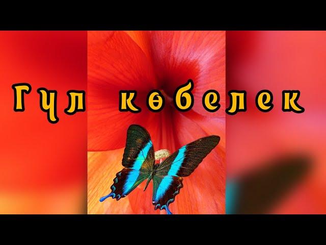 Гүл көбелек балалар әні