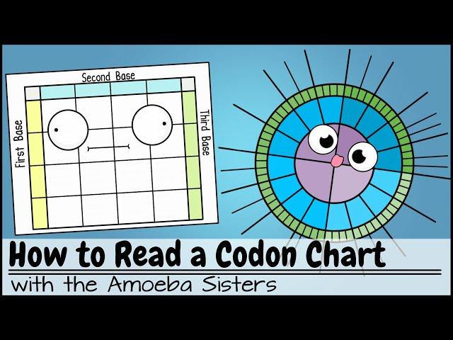 How to Read a Codon Chart