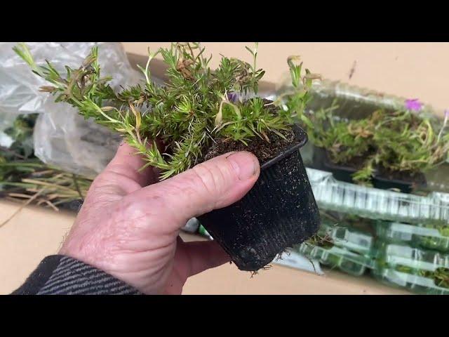 Mail Order Plants Review; J Parker; DT Brown; Norfolk Herbs.