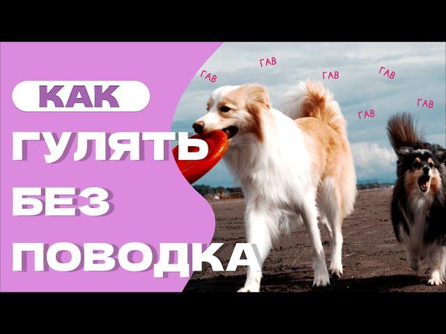 КАК и нужно ли ОТПУСКАТЬ СОБАКУ БЕЗ ПОВОДКА?