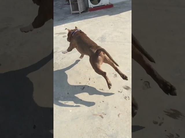 Pitbull run slow motion back view Alex