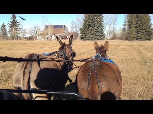 Carriage Driving:  Donkey Driving in Pairs