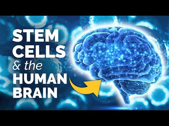 A Closer Look at…Stem Cells and the Human Brain