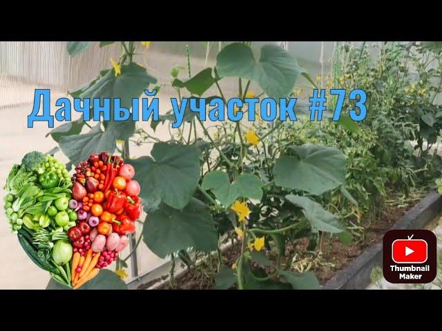 Дачный участок с нуля #73 помидоры  огурцы