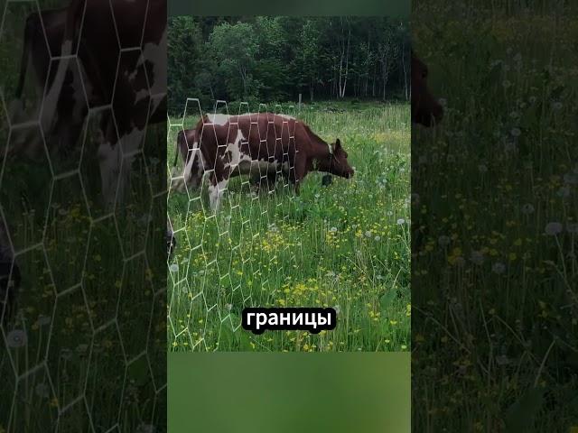 Милая коровка 