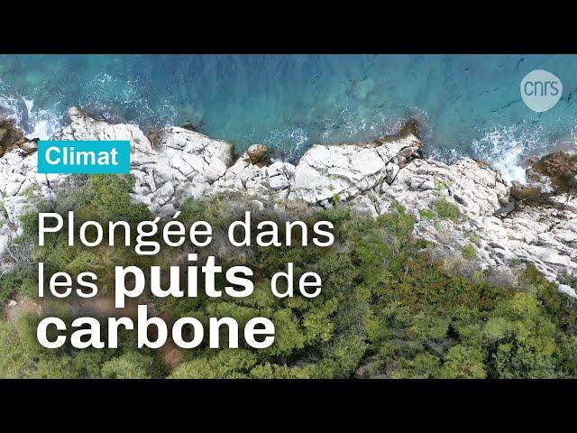 Puits de carbone, une chance pour le climat | Documentaire CNRS