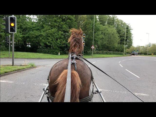 Scared of Sounds Behind - Marion the 'Velcro Phobic' Mare in Town