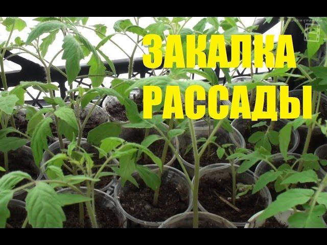 Hardening seedlings.