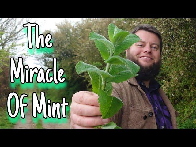 The Miracle Of Mint  An Ancient Edible & Medicinal Herb