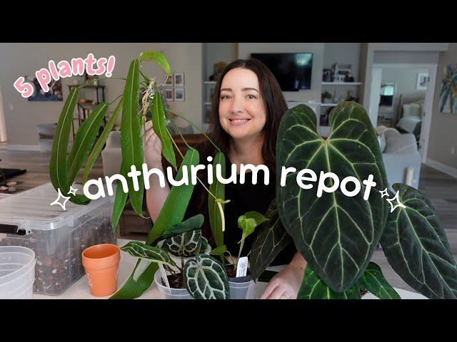 Repot 5 Anthurium Plants With Me! | Chatty Repot 