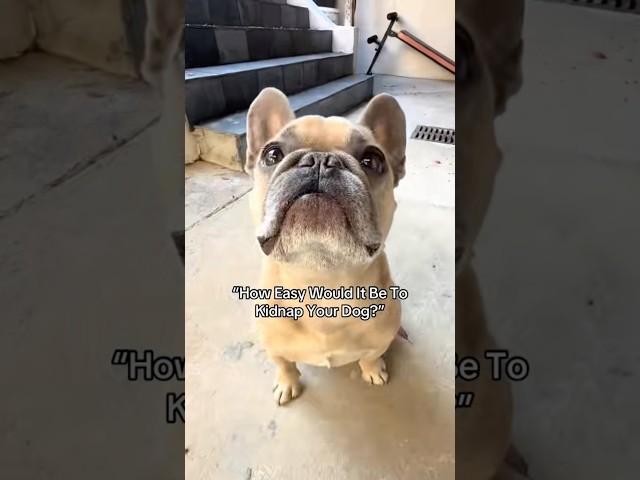 My Dog’s for the streets #dogs #DogParents #frenchie #kesha #trend #hungrydog