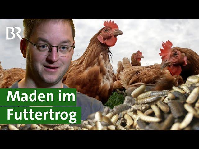 Futter der Zukunft: Maden der Soldatenfliege als Insektenprotein im Futtertrog | Unser Land | BR