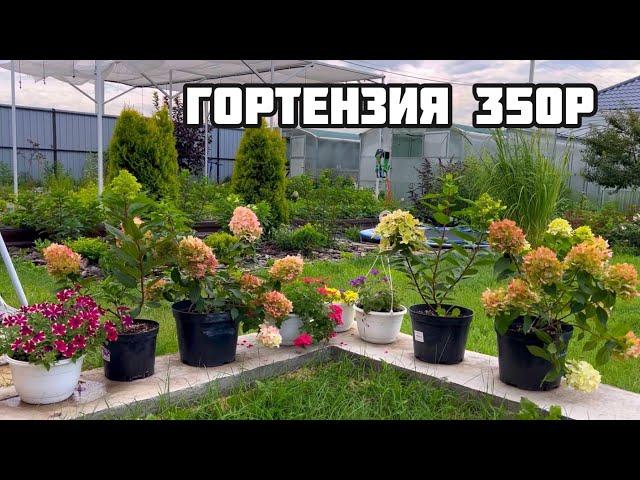 ГОРТЕНЗИЯ 350Р. Каталог август 2024.  #hydrangea #цветы #цветы