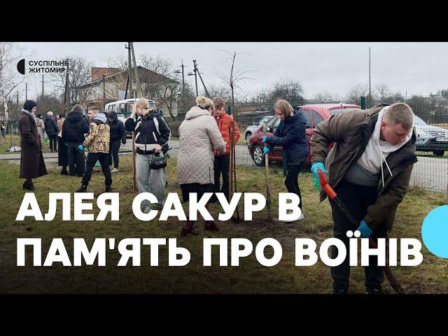 В селі на Житомирщині в пам'ять про загиблих військових висадили алею сакур