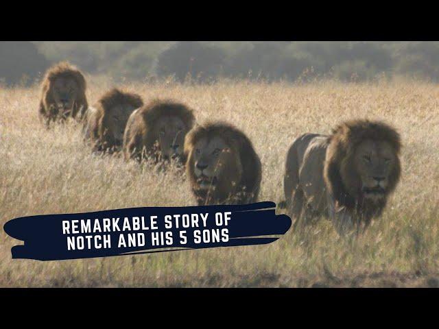 RISE AND FALL OF NOTCH COALITION OF MALE LIONS - THE NOTCH COALITION MINI DOCUMENTARY