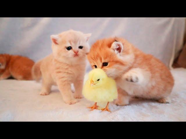 Kittens walk with a tiny chicken