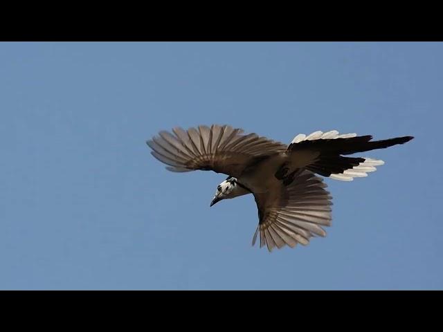White-Throated Magpie-Jay: Facts You Won't Believe!
