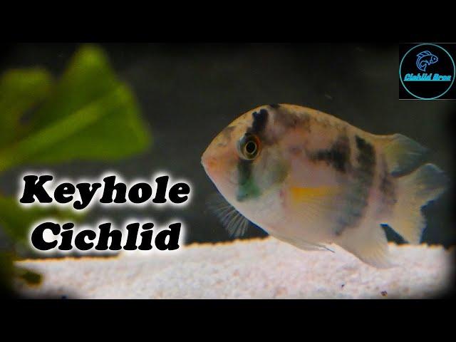 Keyhole Cichlid | Care Guide & Species Profile