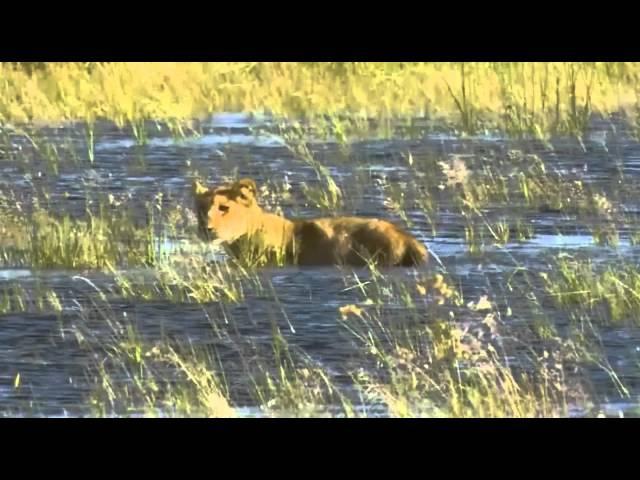 Cheetah, Hyeana, Lion and Serval Hunts (german docu)