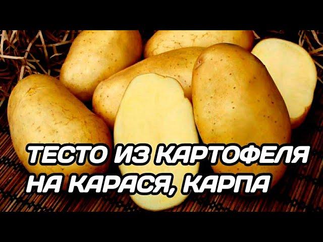 ТЕСТО ДЛЯ РЫБАЛКИ НА КАРАСЯ. КАРТОФЕЛЬНОЕ ТЕСТО НА КАРАСЯ, КАРПА, ПЛОТВУ ОСЕНЬЮ