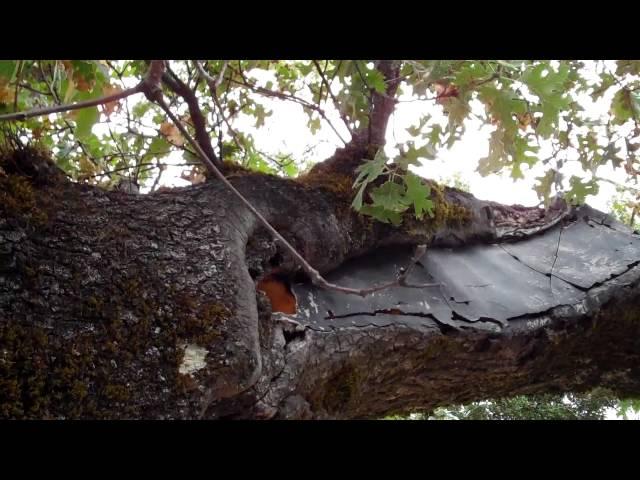 Cavities in Trees